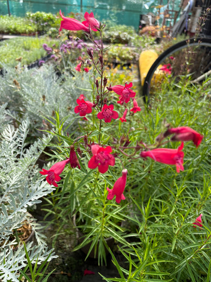 Penstemon Firebird