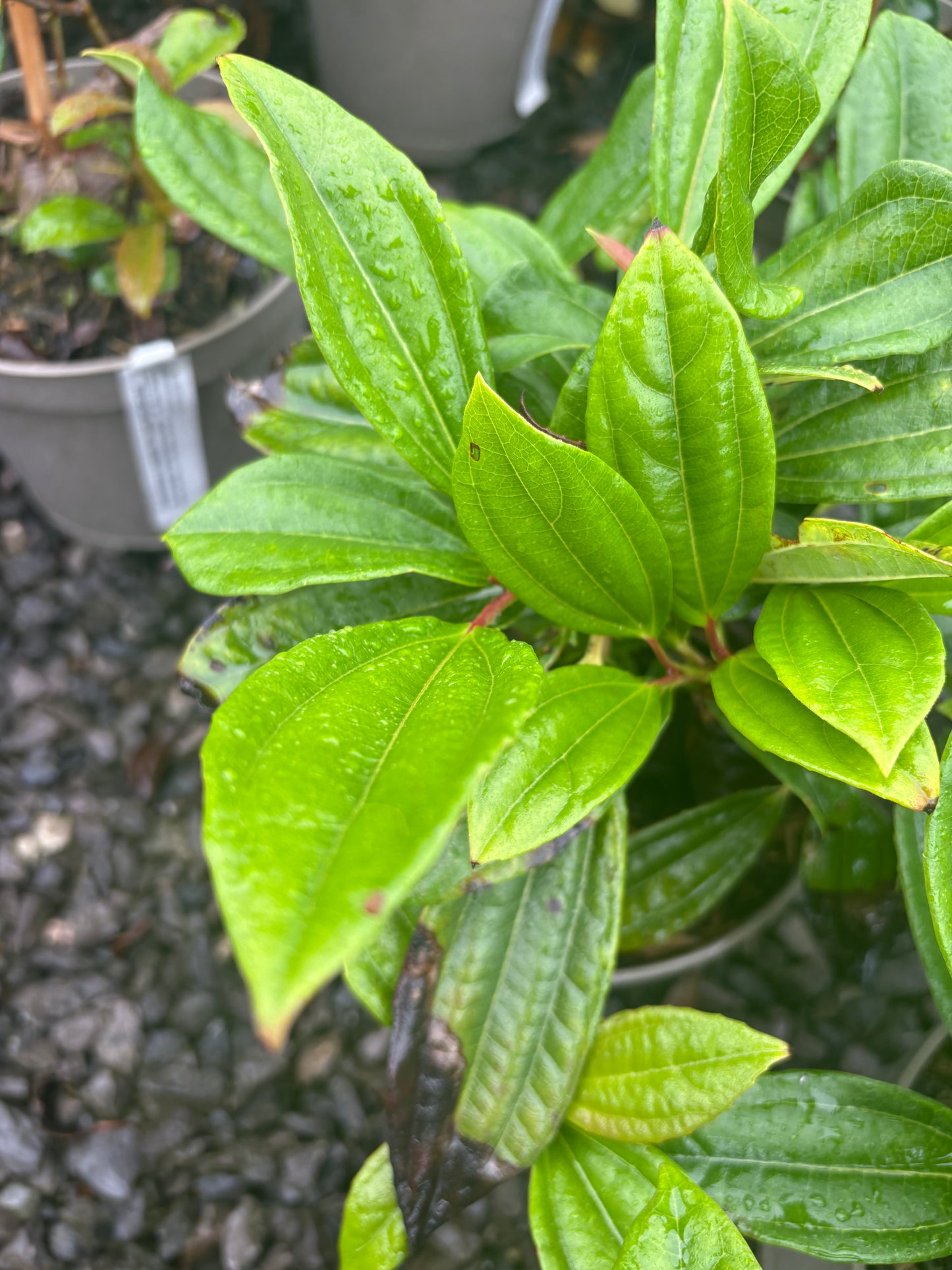 Viburnum davidii