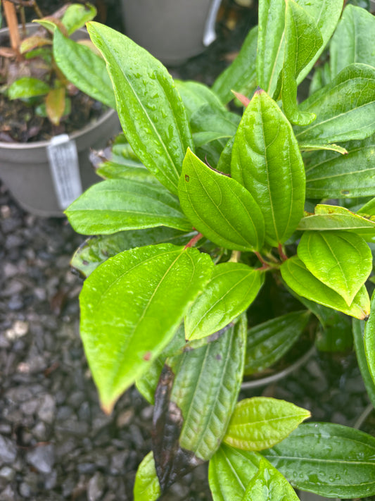 Viburnum davidii