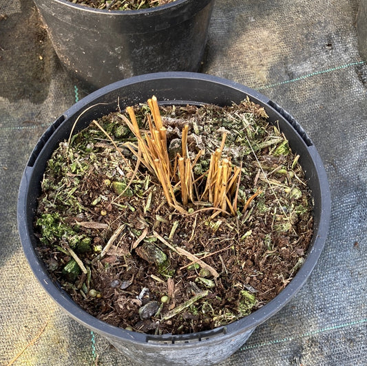 Molinia caerulea ssp. arundinacea - Champion Plants