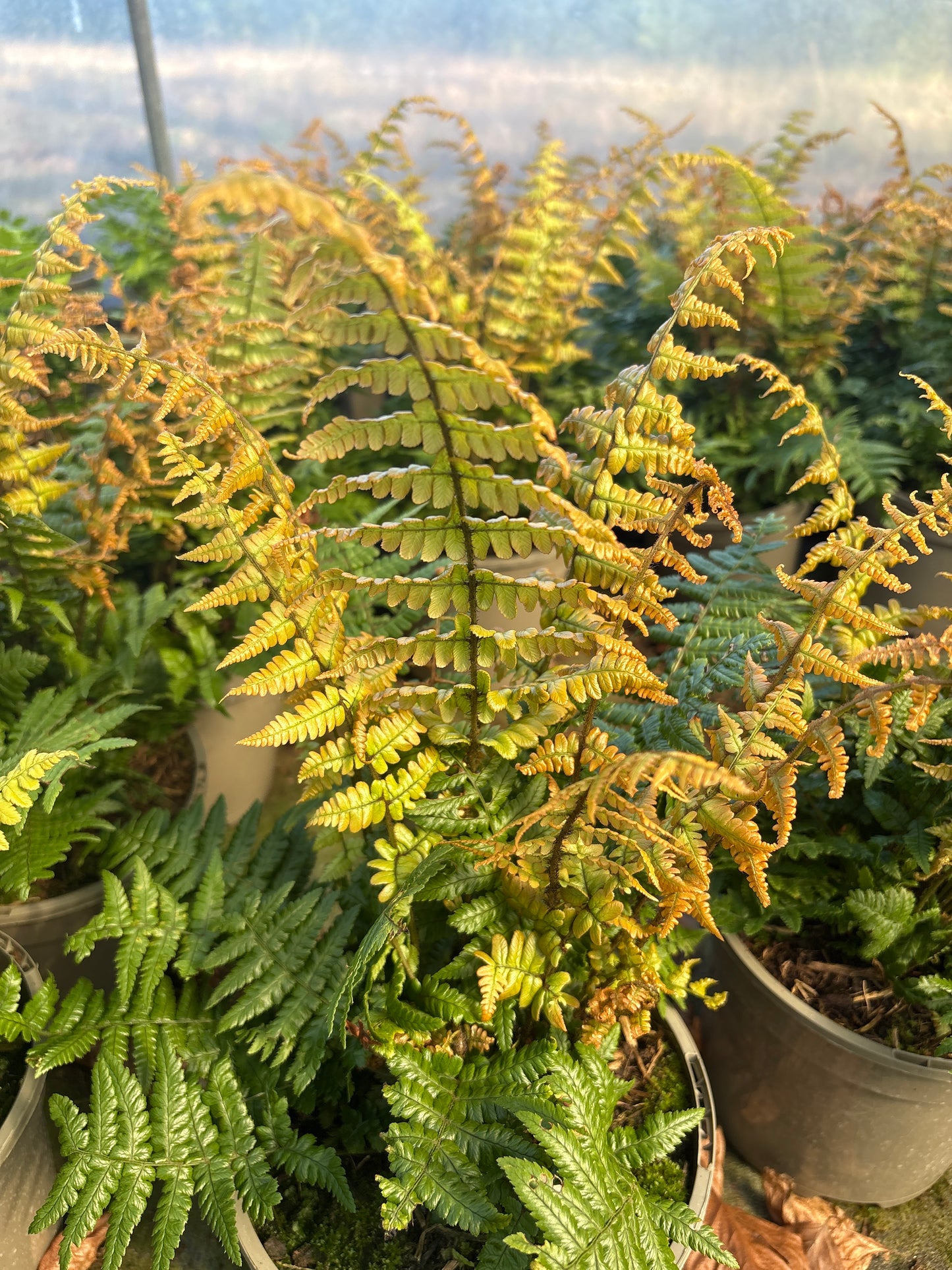 Dryopteris wallichiana Jurrasic Gold