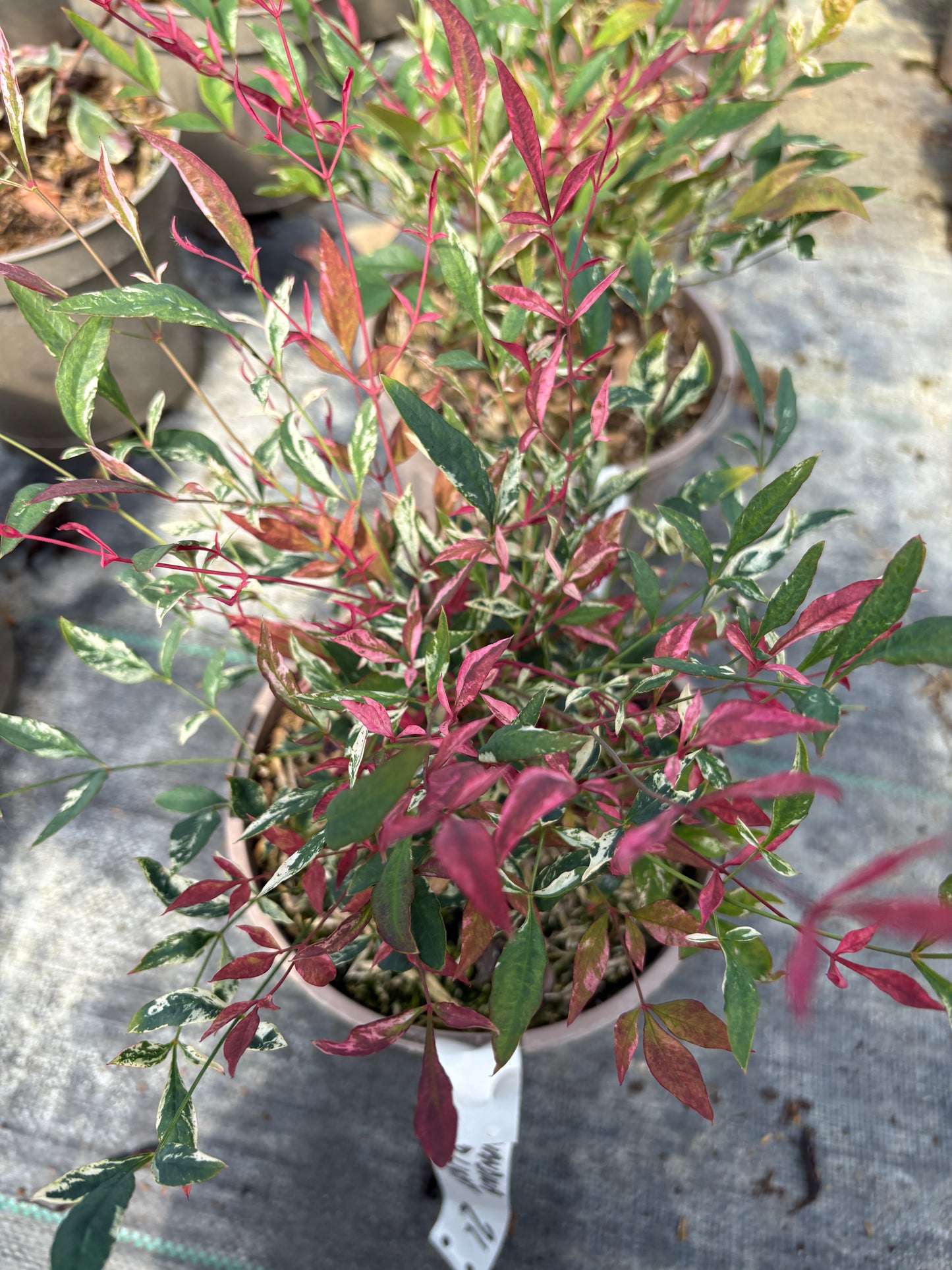 Nandina domestica Red Light