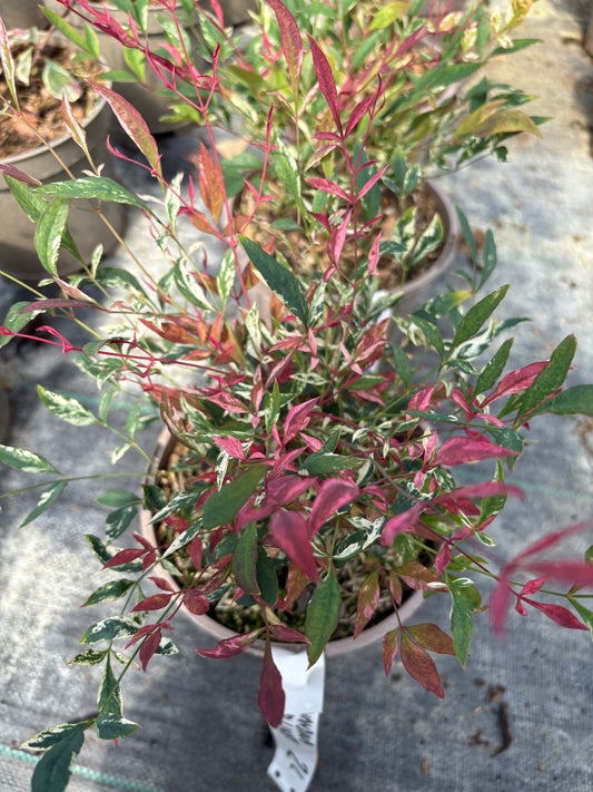 Nandina domestica Red Light