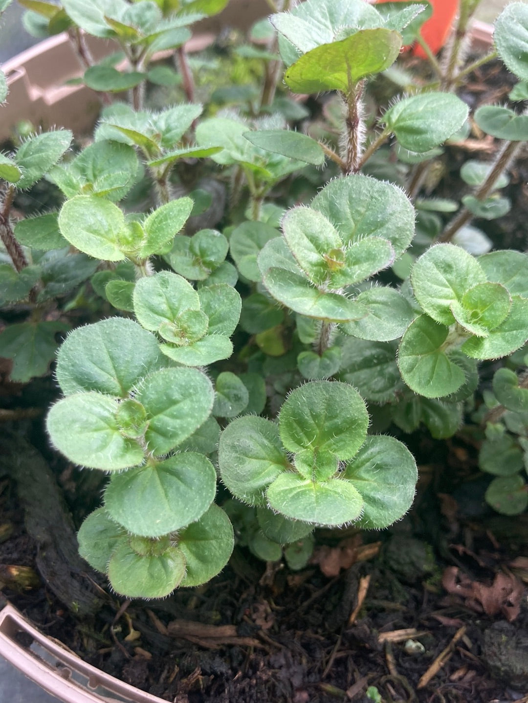 Origanum laevigatum Rosenkuppel - AGM - Champion Plants