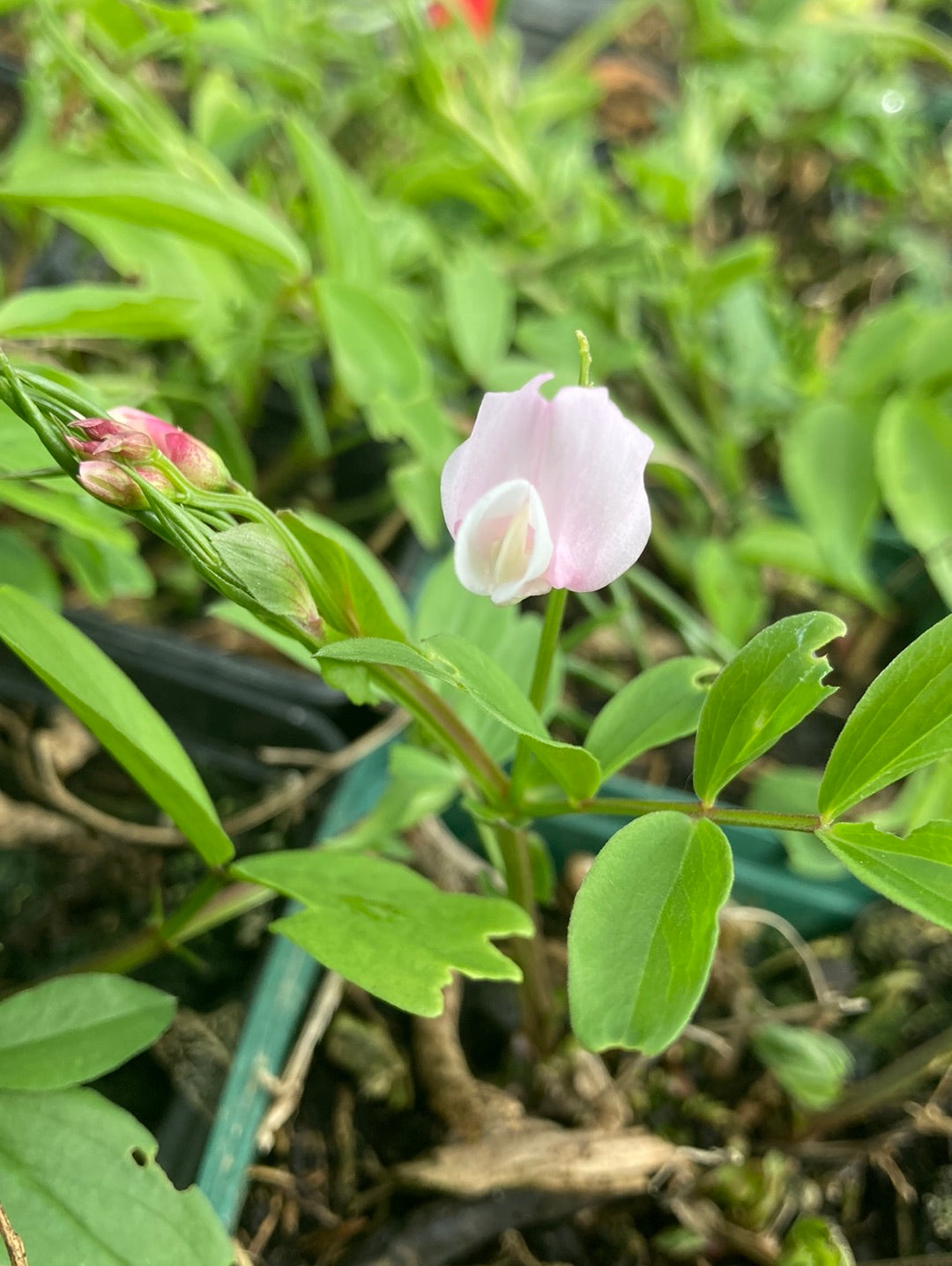 Lathyrus vernus Rosenelfe - Champion Plants