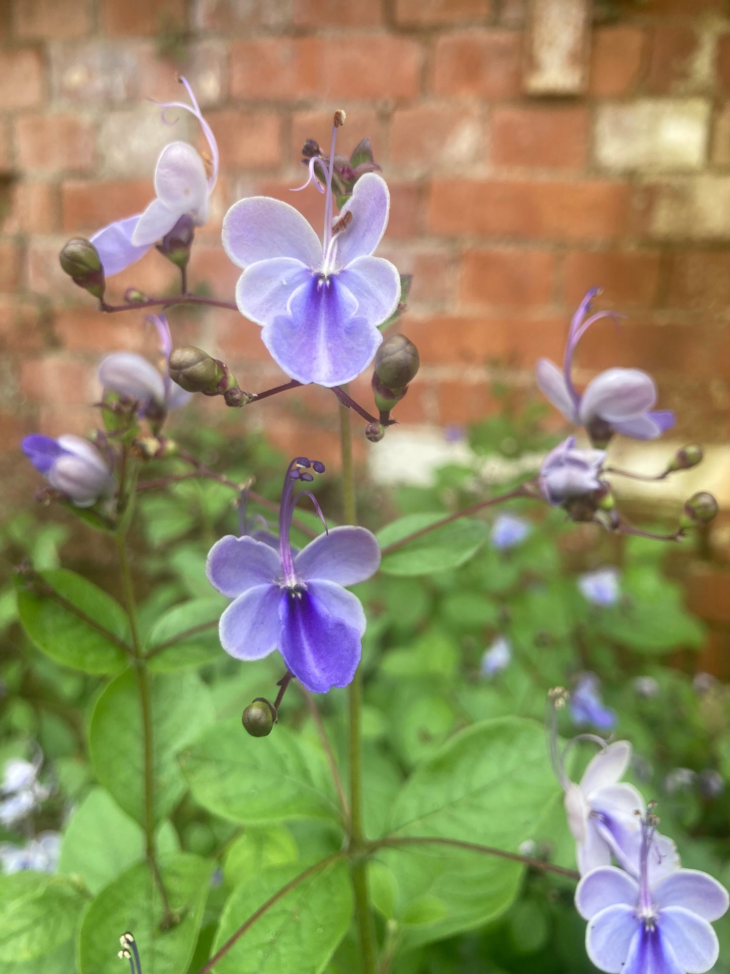 Clerodendrum Ugandense AGM