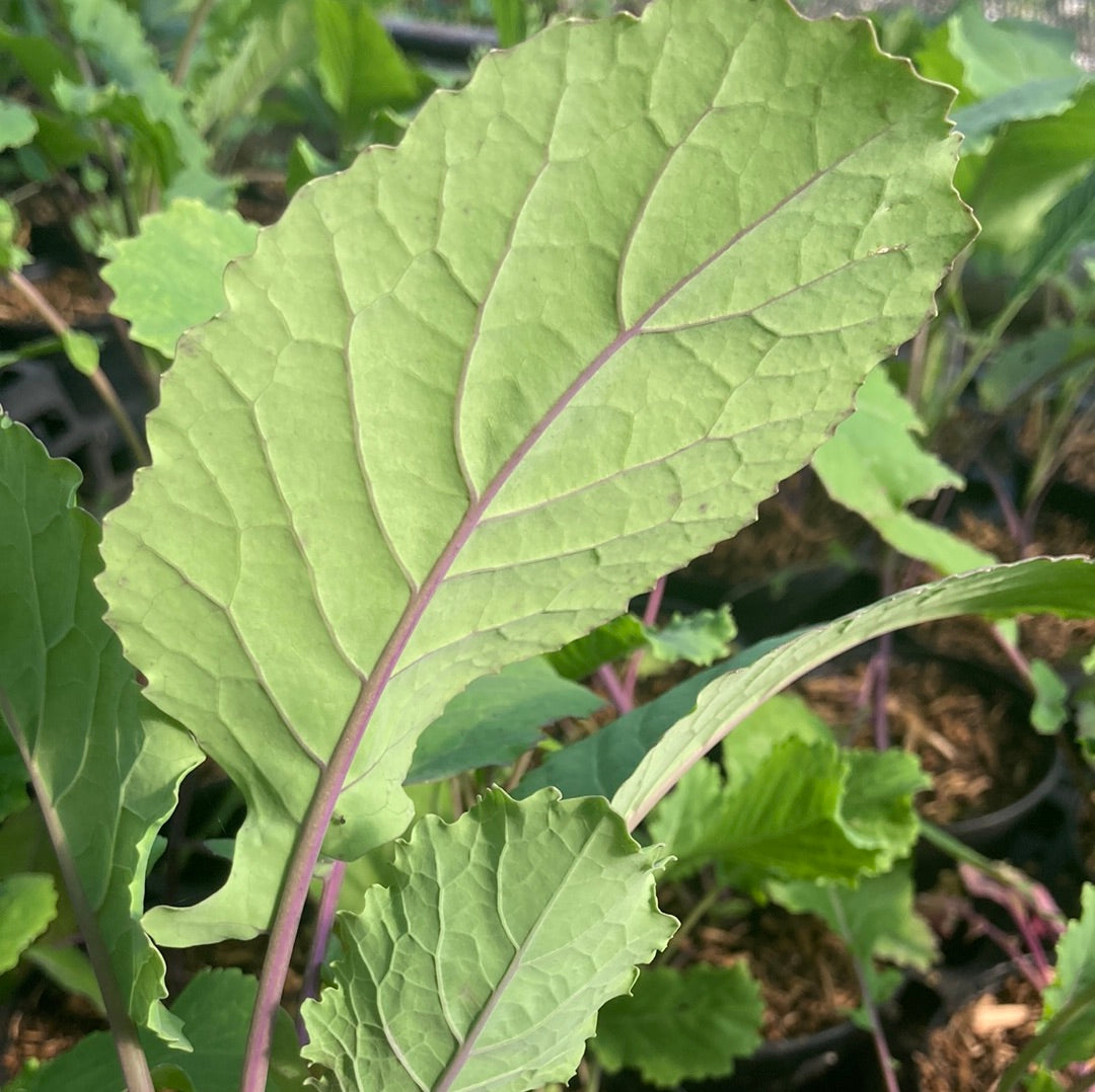 Kale Purple x Daubenton 'Keeper'