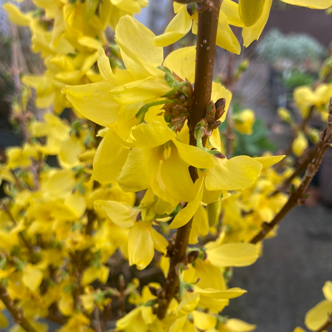 Forsythia × intermedia Weekend - Champion Plants