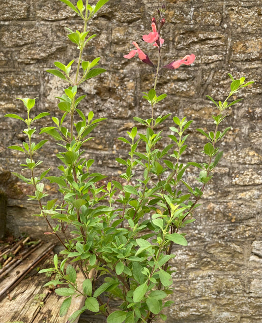 Salvia greggii Salmon Dance - Champion Plants