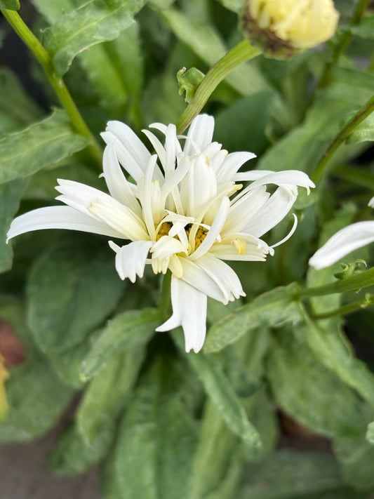 Leucanthemum × superbum 'Crazy Daisy'