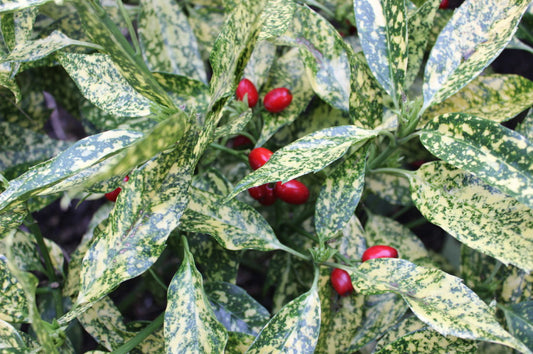 Aucuba Golden Girl - Champion Plants