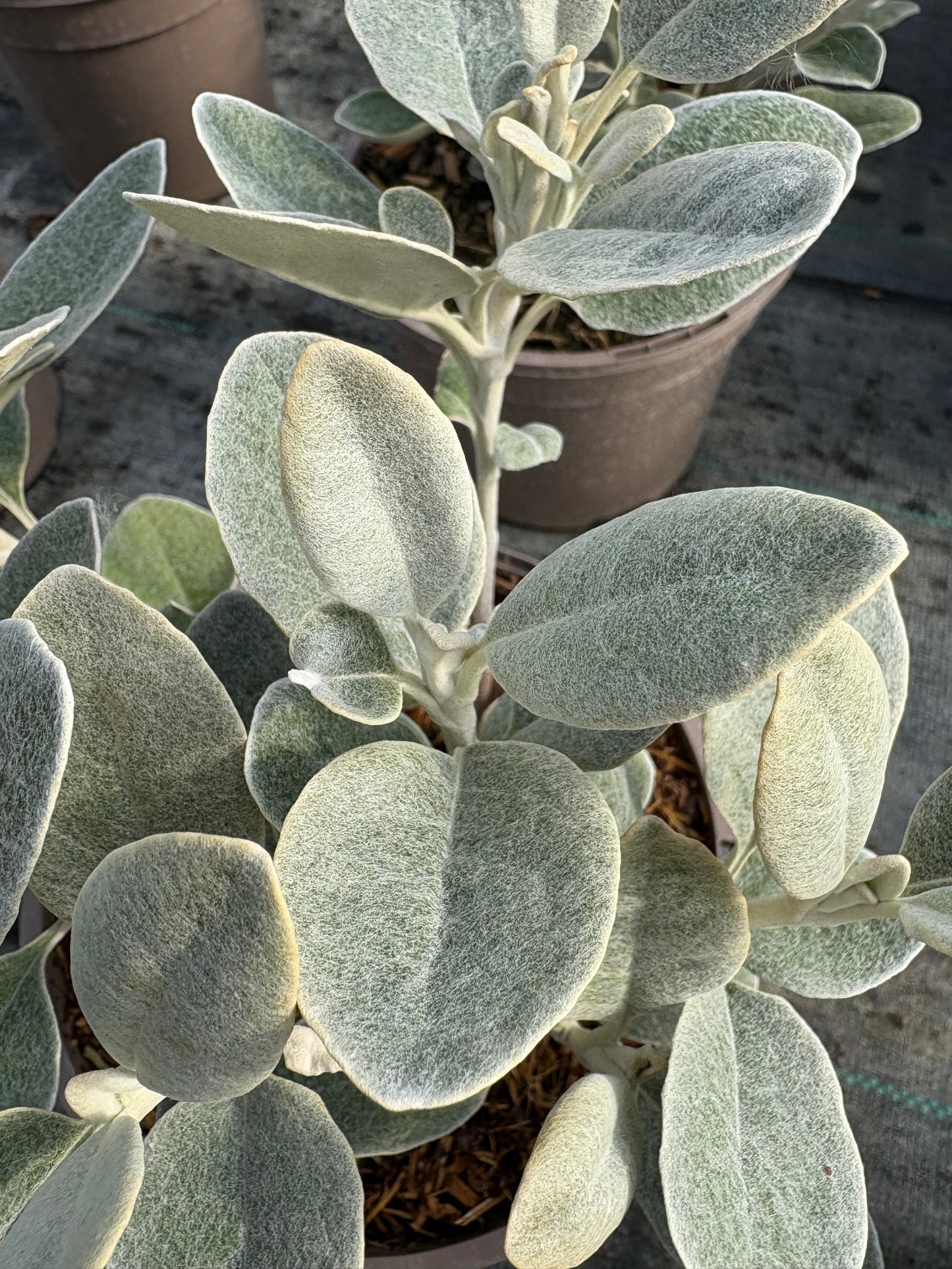 Brachyglottis Walberton's Silver Dormouse AGM