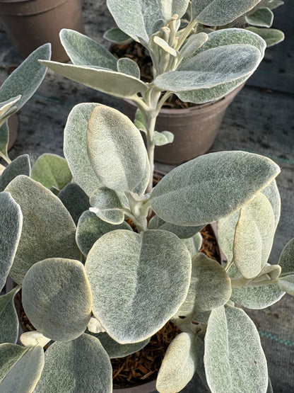 Brachyglottis Walberton's Silver Dormouse AGM