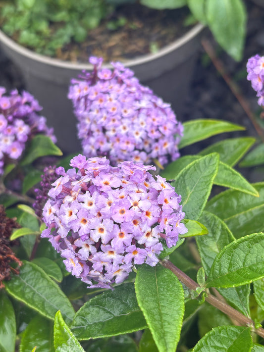 Buddleja (Buddleia) Butterfly Candy Series Lila Sweetheart - Dwarf Buddleia