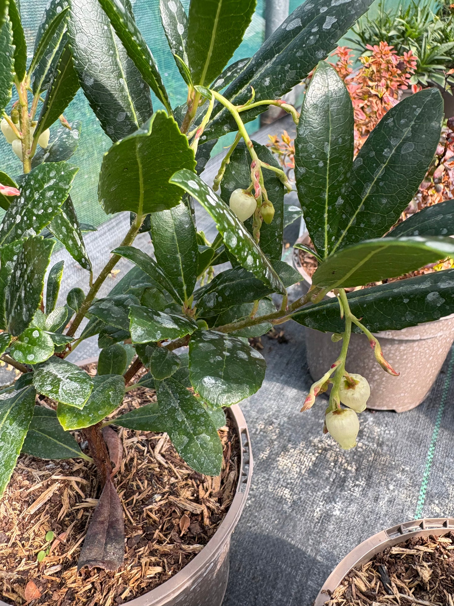 Arbutus unedo