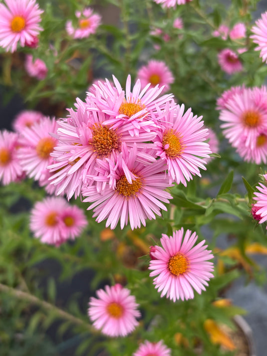 Aster novi-belgii 'Harrington's Pink'