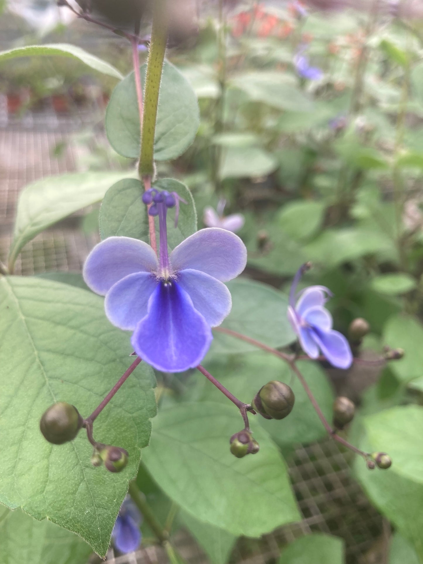 Clerodendrum Ugandense AGM