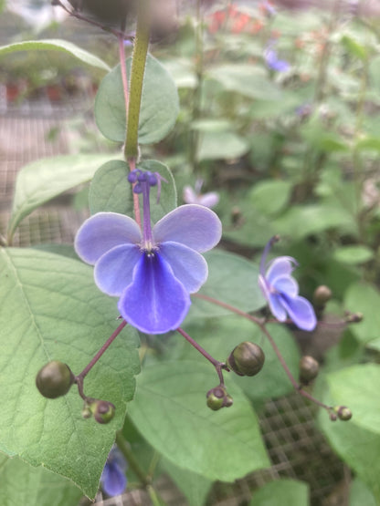 Clerodendrum Ugandense AGM