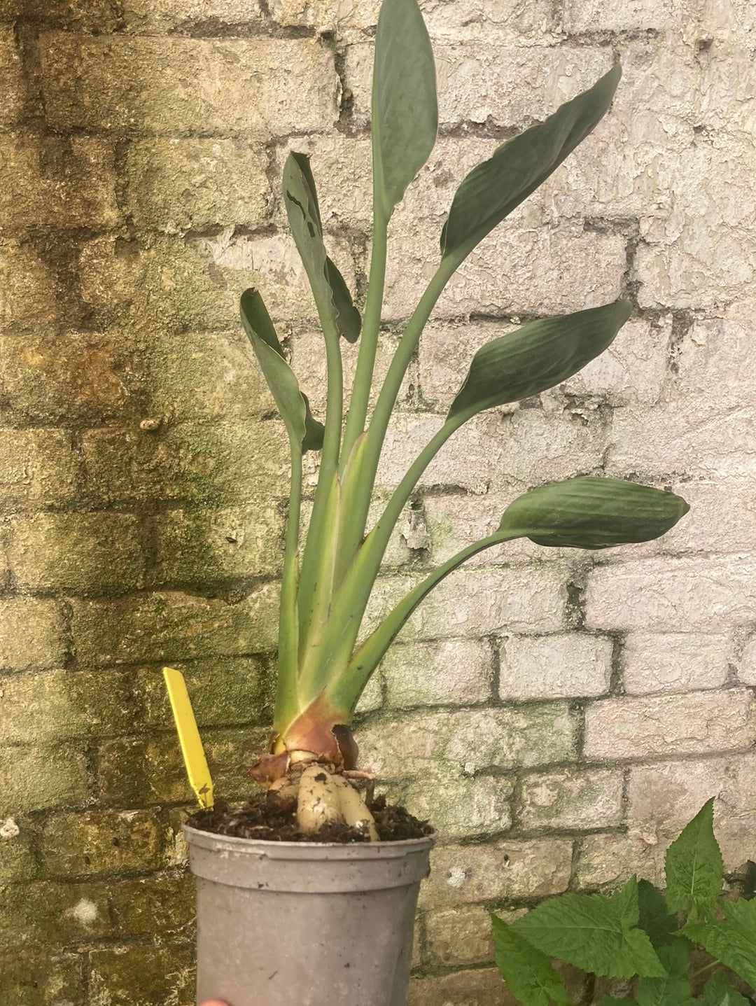 Strelitzia reginae 'Mandela's Gold' AGM - Champion Plants