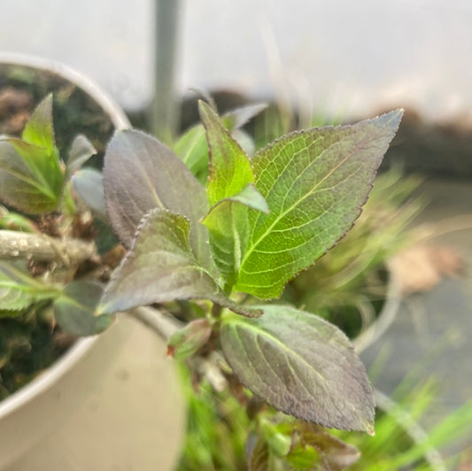 Weigela florida 'Foliis Purpureis' - Champion Plants