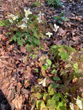 Epimedium × versicolor 'Neosulphureum'