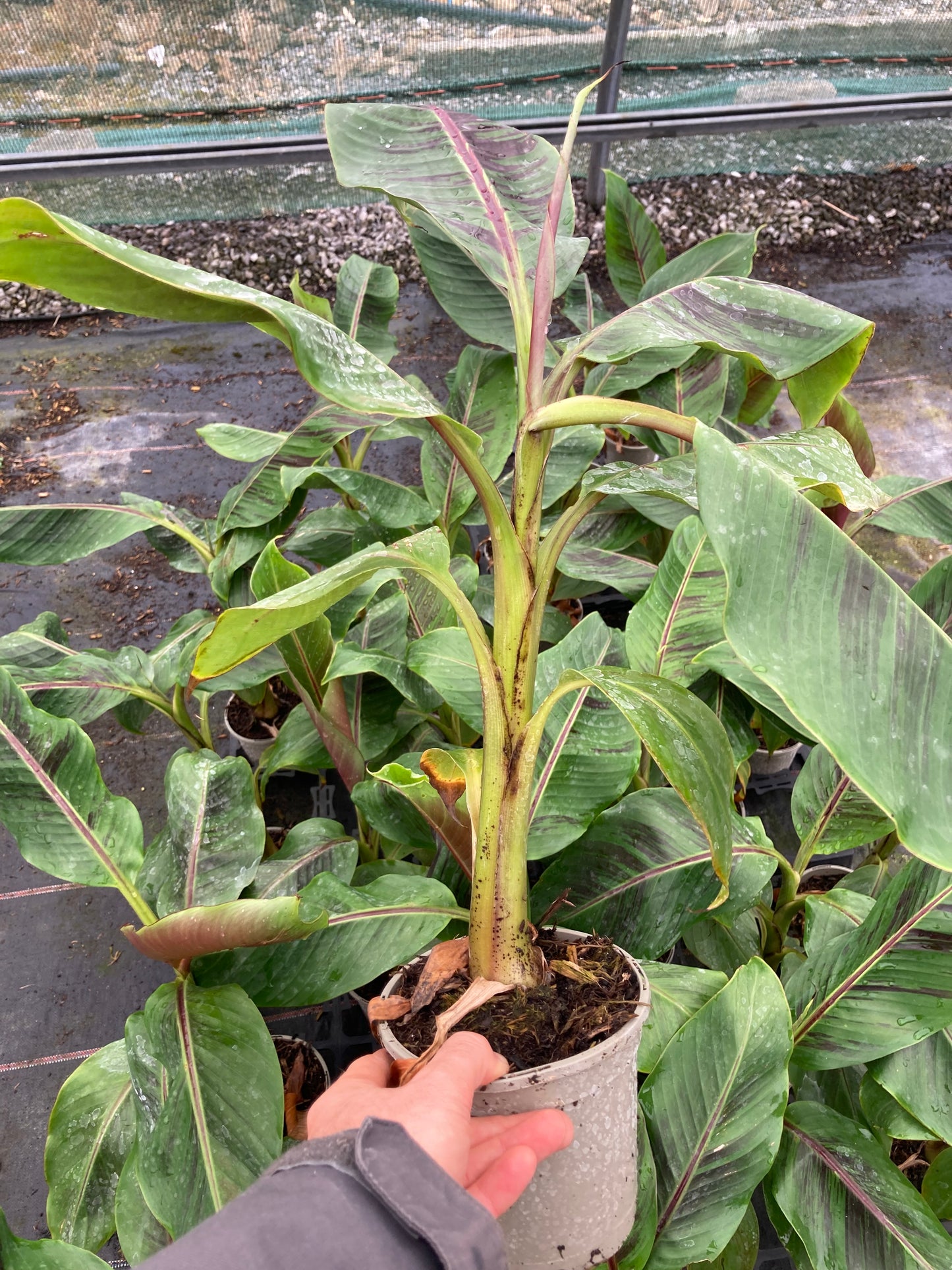 Musa sikkimensis Bengal Tiger (Darjeeling Banana)