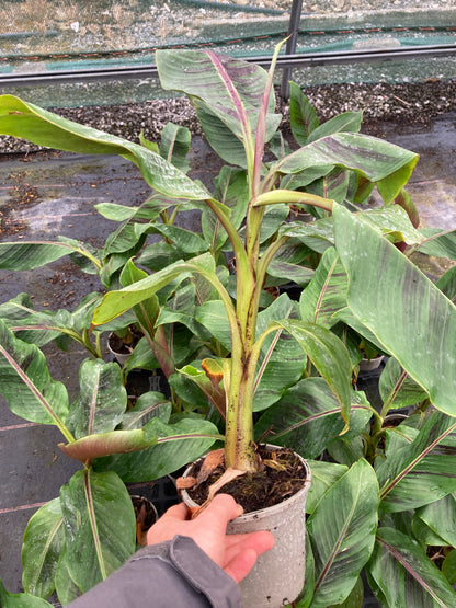 Musa sikkimensis Bengal Tiger (Darjeeling Banana)