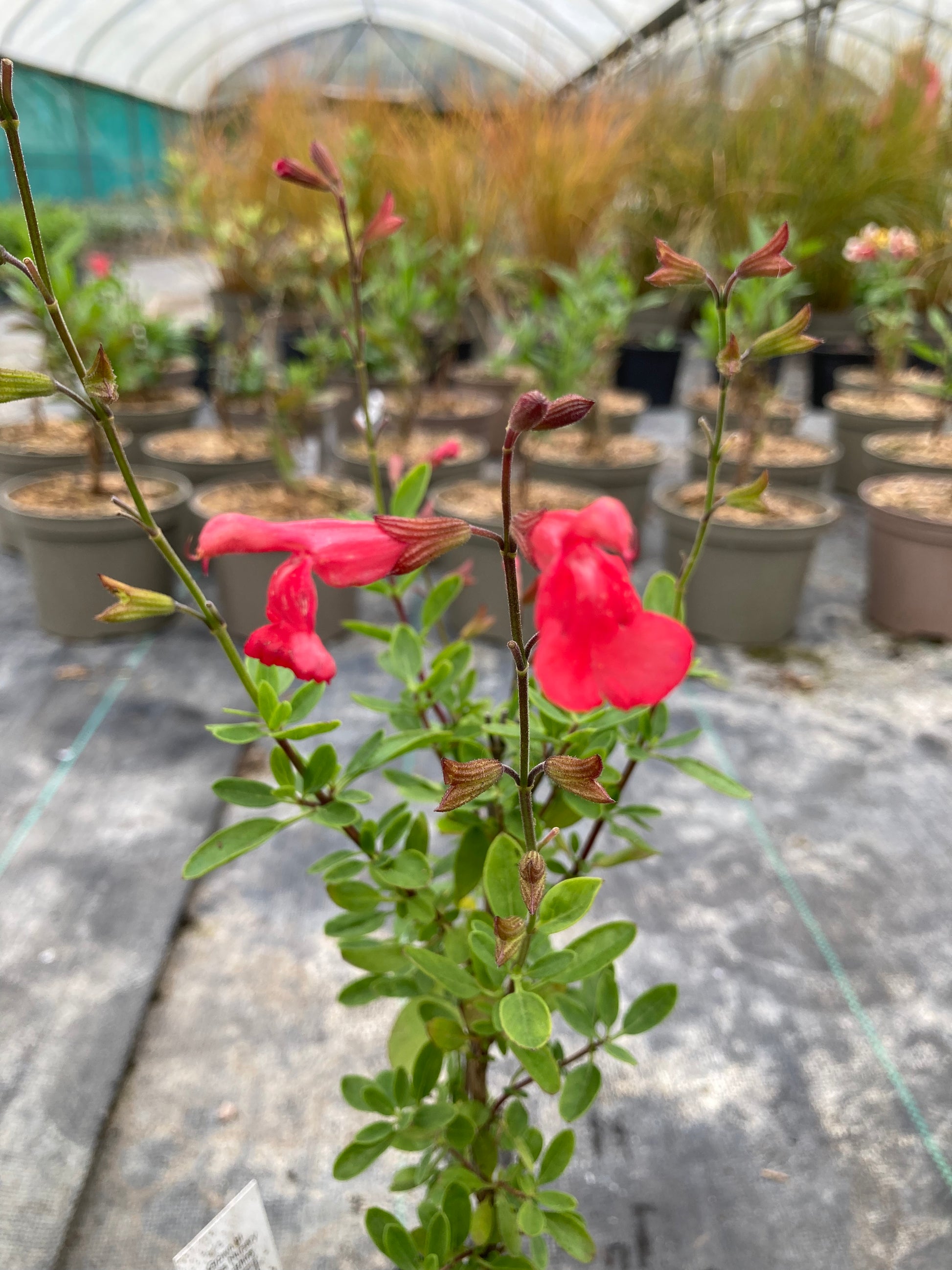 Salvia Peach Cobbler - Champion Plants