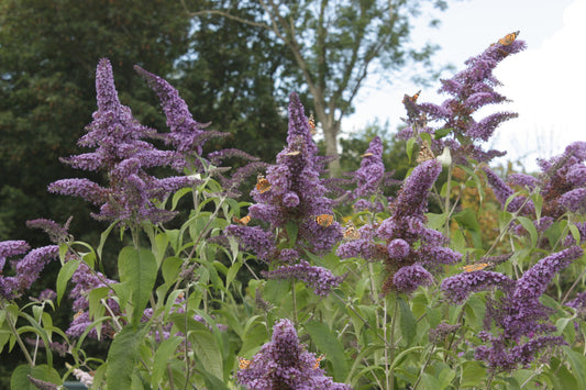 Buddleja (Buddleia) davidii 'Greenway's River Dart' - Champion Plants