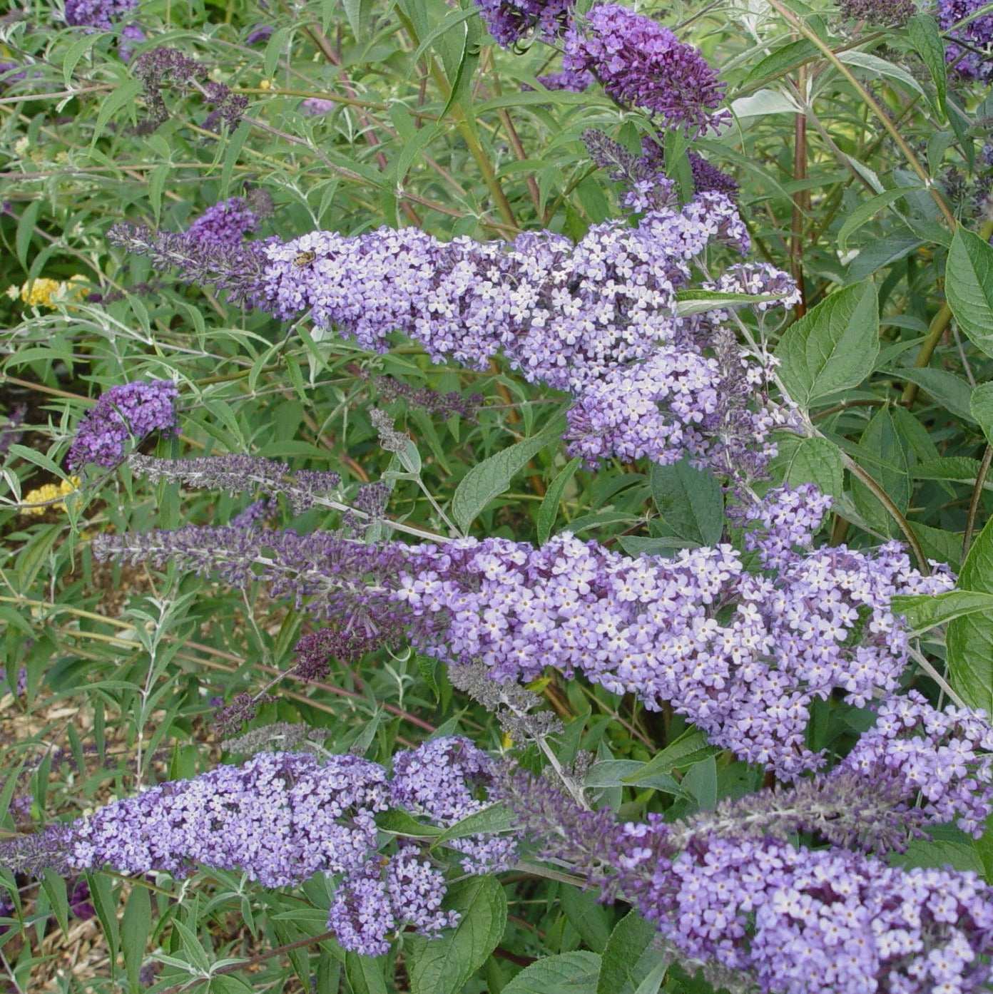 Buddleja davidii Summer House Blue - Champion Plants