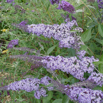 Buddleja davidii Summer House Blue - Champion Plants