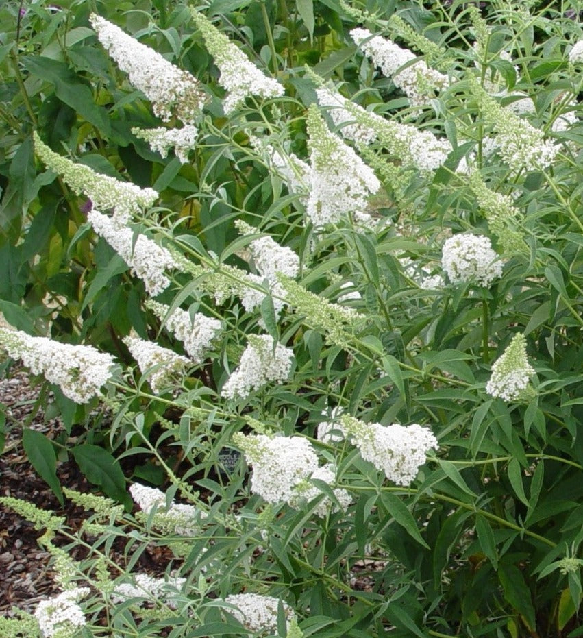 Buddleja davidii Nanho White - Champion Plants