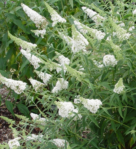 Buddleja davidii Nanho Alba - Champion Plants