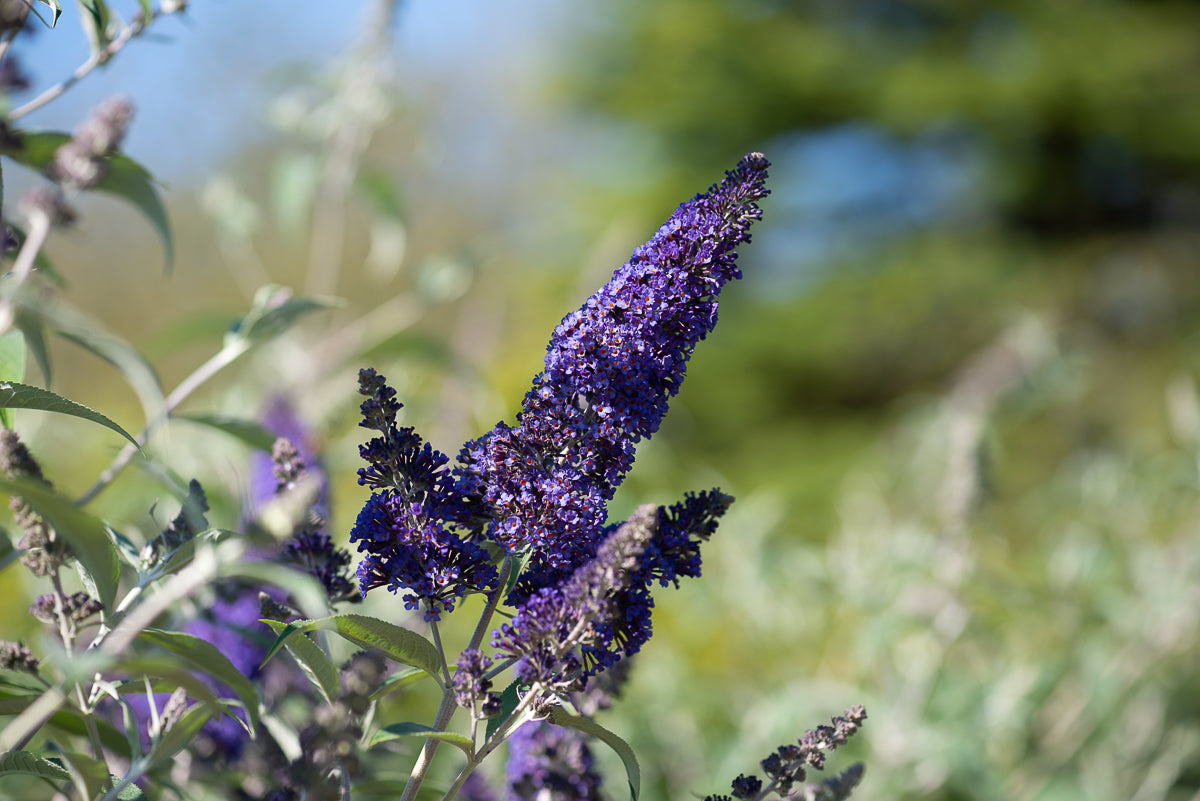 Buddleja-davidii-Ellens-Blue
