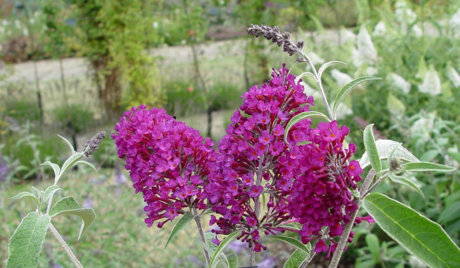 Buddleja davidii Nanho Purple AGM - Champion Plants