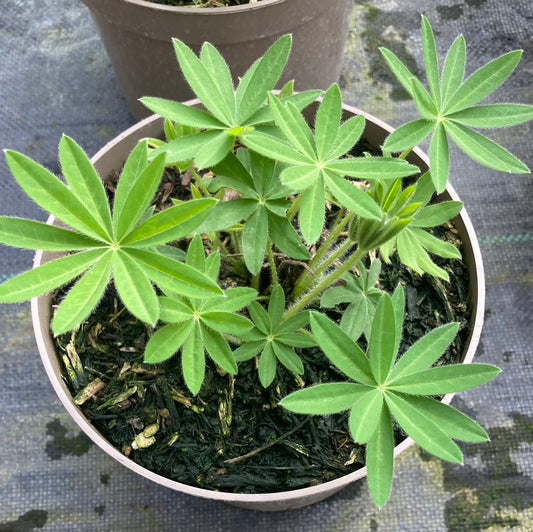Lupin Noble Maiden - Champion Plants