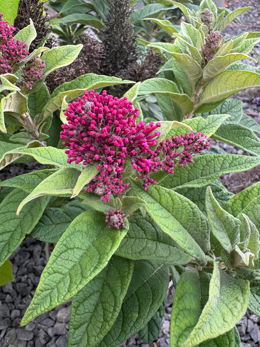 Buddleja (Buddleia) Butterfly Candy Series Little Cerise - Dwarf Buddleia