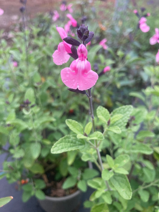 Salvia greggii Angel Wings