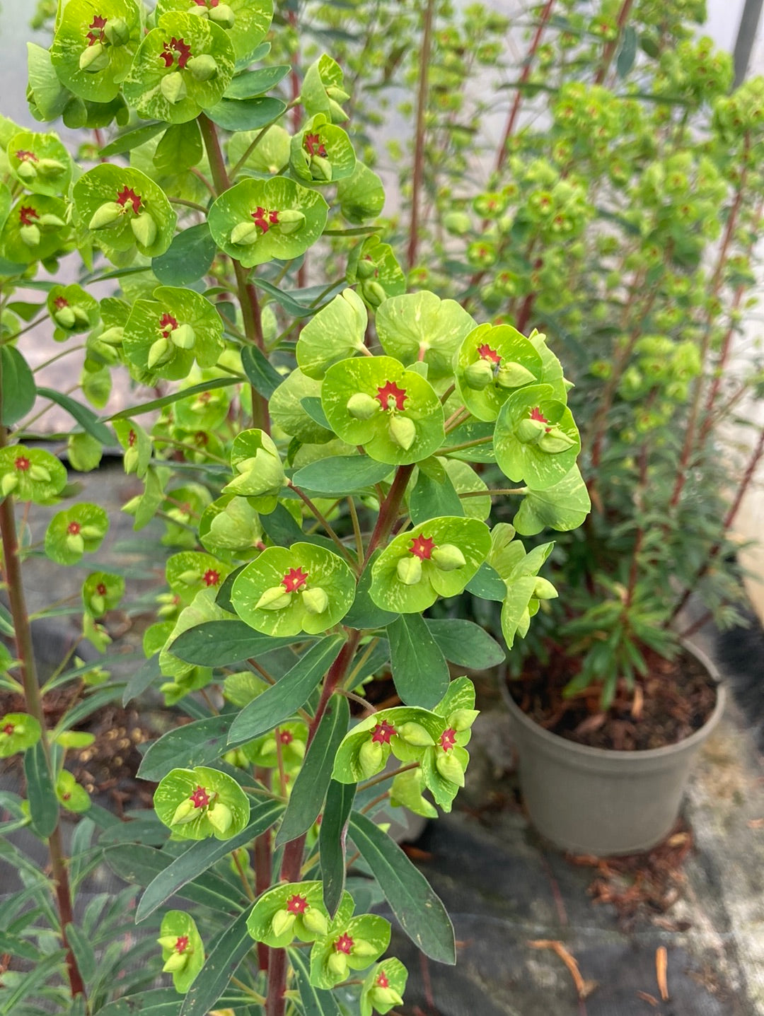 Euphorbia x martinii - Champion Plants