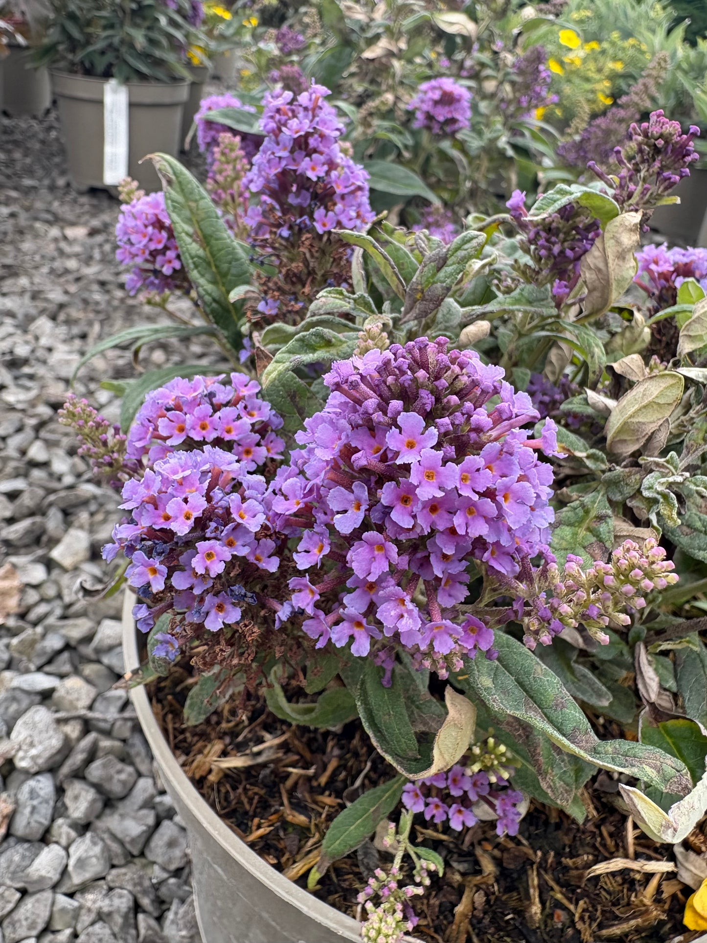 Buddleja (Buddleia) Butterfly Candy Series Little Lila - Dwarf Buddleia