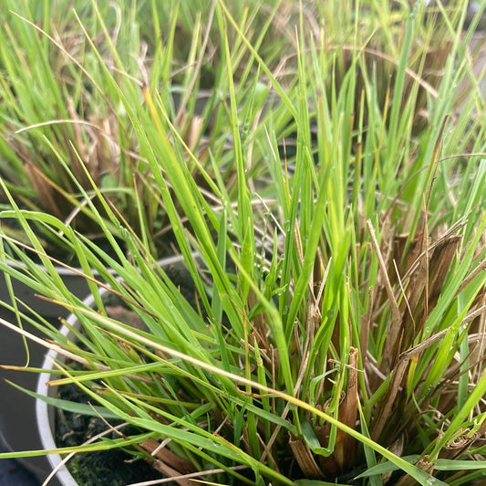 Pennisetum alopecuroides 'Hameln' AGM - Champion Plants
