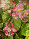 Begonia grandis Heron's Pirouette