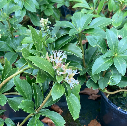 Pachysandra terminalis 'Green Carpet' - Champion Plants