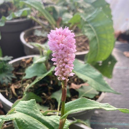 Persicaria bistorta Superba - AGM