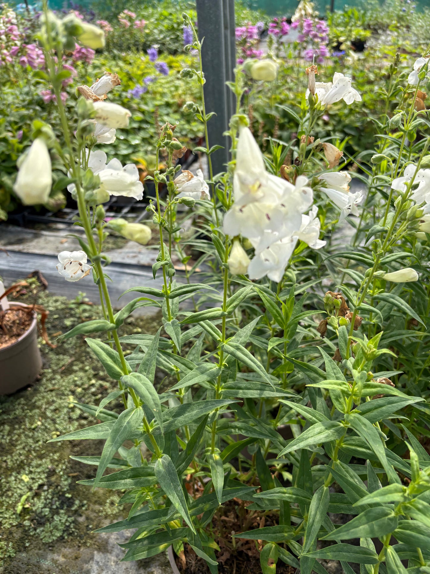 Penstemon Snowstorm