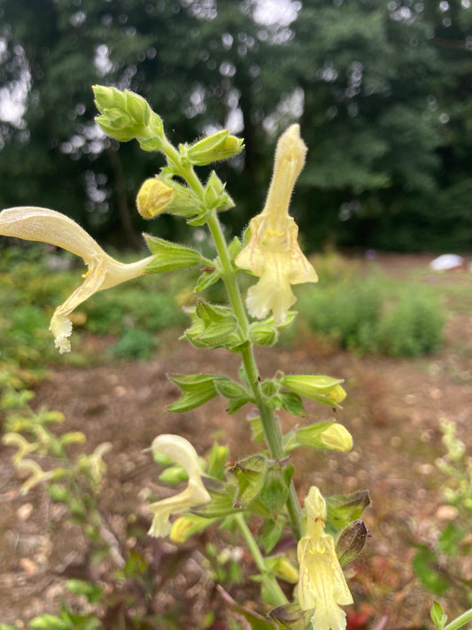 Salvia glutinosa