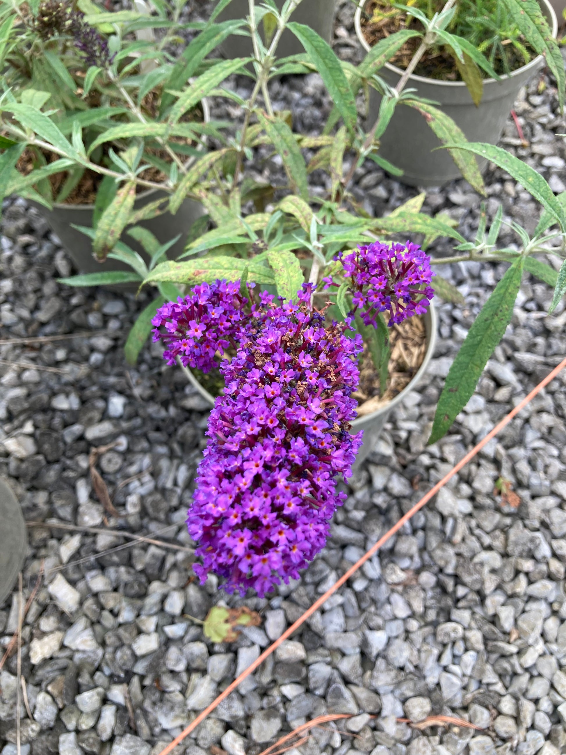 Buddleja (Buddleia) davidii Purple Emperor - Champion Plants