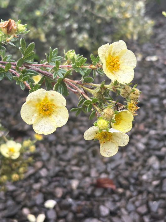Potentilla fruticosa 'Primrose Beauty' AGM