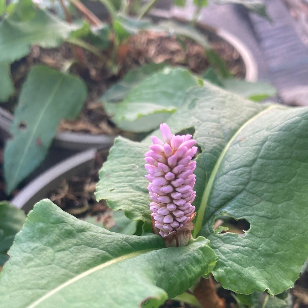 Persicaria bistorta Superba - AGM