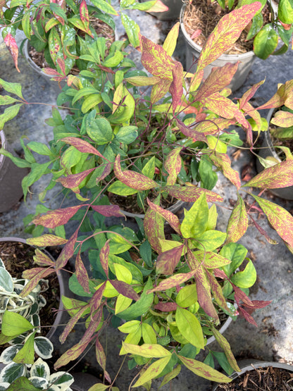 Nandina domestica 'Fire Power'